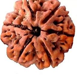 6 Mukhi Pure Rudraksha bead,Certified, /Original Six Mukhi Rudraksh bead/Natural Six faced Rudraksha bead (Brown) with Certificate and Puja Instructionsx15-picture-10