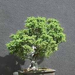 The Green Beach Live Table Kamini Bonsai Plant Live A Table Display of Home Beauty" Oxygen Live Plant For Indoor Home Dacoration With Pot (PACK OF 1)-image-76