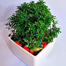 Small oxygen plants for home indoor,Kamini plant (Pack of 1)-image-32