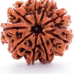 9 Mukhi Rudraksh Rudraksh Rudraksha Bead,Certified, Original Rudraksh Bead/Natural Rudraksha Bead (Brown) with Certificate and Puja Instructionsx90-image-94
