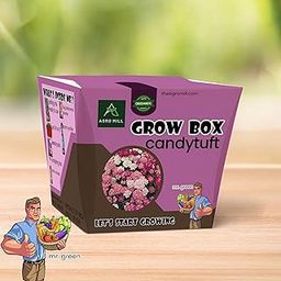 ORGANIC CANDYTUFT FLOWER GROW BOX/KIT | INCLUDES LARGE POT,POTTING MIX,SEEDS,SCRAPER TOOL,ROOT-O-SHOOT,PLANT NUTRIFIER,BUG DETERRENCE POWDER,PERFECT FOR HOME KITCHEN GARDEN & GIFTS-image-44