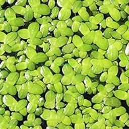Duckweed floating Lemna minor Common duckweed Live Plant-image-67
