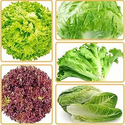 Lettuce Mix Seed Combo |Imported|1000+ Seeds| For Home Garden | Hydroponic Lettuce Seeds - Lollo Rosso | Iceberg | Batavia | Curl| Romaine - 200+Seed Each Variety|Combo Pack-image-99