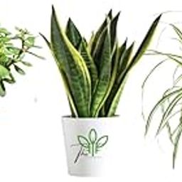 The Green Beach Live Combo 3 Pcs Jade plant & Snake plant & Spider Plant | Snake & Jade & Spider Plant Indoor live Plant | Snake & Jade & Spider Plant With Pot | Indoor & OutDoor Plants-image-74