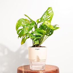 KYARI Philodendron Broken Heart Live Indoor Plant with Cream Self Watering Pot - Small 4 Inch-image-83