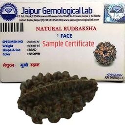 2 Mukhi Rudraksha Bead, Two Faced Rudraksha Lab Certified Original Natural Quality Rudraksha Bead for Men & Women, Color Brown, Origin Indian by Divinebhushan-picture-48