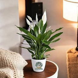 Gravendo Lilly live plants for home decor Or Spathiphyllum Plant Indoor Outdoor Plant Air Purifier Oxygen Supplier Good Luck plant for Living Room/Bedroom/House/Office (Pack Of 1)-image-81