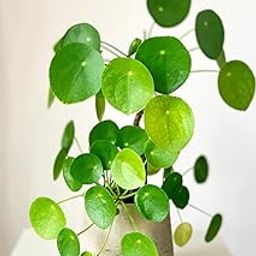 TENDER LEAVES Indoor Raindrop Chinese Money Plant, Coin Plant, Radiator Plants, Friendship Plant, Peperomias Home Garden Indoor Decoration (1 Healthy Live Plant In Grow-Bag).-image-41