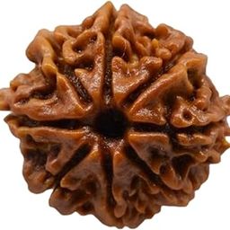 Natural 8 mukhi rudraksha, (A+++Quality), with Lab Certified, positive thoughts, negative anergy remove, positive anergy-image-92