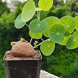 Stephania Erecta: The Everlasting Green Wonder-image-6