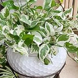 Suchitra Greenery® Pothos Njoy - Live Plant Indoor Plants For Home | Money Plant| Live Plants Indoor | Air Purifying Plant | Live PFor Home Decor.-image-14