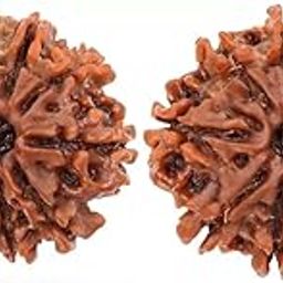ShivTantra Combo of 10 Mukhi Bead RUDRAKSHA lab Certified (Brown)-21