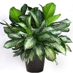 Aglaonema Commutatum Silver Queen - Plant-picture-28