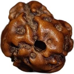 Indonesian 3 Mukhi Rudraksha Bead By Rudramukhi.com - Burn away past karma, eliminate negativity, and ignite unstoppable confidence-picture-6