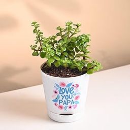 FlowerAura Air Purify Lucky Jade Live Indoor Plant In Tapper Pot With Sticker For Office/Home Decor, Gift For Dad, Gift For Papa, Gift For Father-In-Law, Father's Day Gift (Same Day Delivery)-image-44
