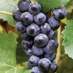 Live Seedless Black Grapes Plant | Black Grapes Home And Roof Garden Fruit Tree Plant in Nursery Grow Bag | Fruit After 1 Year-image-81