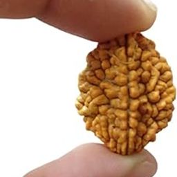MAYAPURI 2 Mukhi Rudraksha/Natural 2 Face Rudraksha Bead/Pendant (Brown) for Unisex (Pack of 1)-picture-14