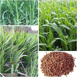 Bajra Napier Hybrid Grass Seeds, Multi Cut Grass for Goat, Cow, Buffalo, Sheep, Poultry, Rabbit, 250g Pack-image-25
