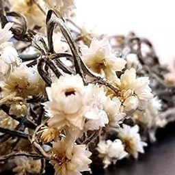Natural Dried White Ammobium (Winged Everlasting) Bunch-image-96