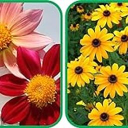 Agnico Sunflower Miniature (50 Seed) And Dahlia Top Star Mix Color (50 Seed) Flower Seeds Pack.-image-73