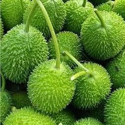 Kakoda kantola seeds hybrid, kakrol,100% germination (15 seeds)-image-63