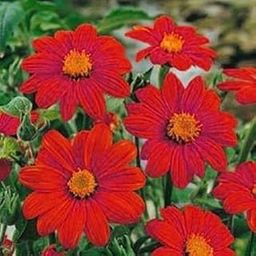 Raunak Seeds Omaxe Tithonia Torch Red, Avg 30-50 Seeds-image-59