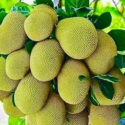 Thai Variety JackFruit Hybrid Grafted Live Plant,fruit multiple times a year,Pack Of 1-image-98