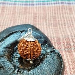 Gemstone Gallery 7 Faced Rudraksha Original Certified Nepali Saat Mukhi Rudraksha Round Shape Seven Faced Rudraksha Genuine Saptmukhi Rudraksha 7 मुखी रुद्राक्ष for Astrological Purpose-17
