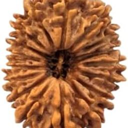 Venus Gems Gallery Premium 17 Mukhi Rudraksha Original Certified Nepali Pure 17 Face Rudraksh Satrah Mukhi Rudraksha Shiva Seventeen Face Ruthrajam 17 मुखी रुद्राक्ष Ruthratcham-picture-33