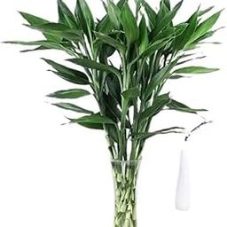 Plantoos 6 Lucky Bamboo sticks 40 cm Feng shui Plant | Indoor Plants-image-46