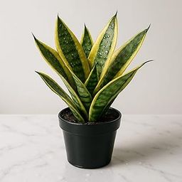 PlantVeda Golden Snake Plant with UV Treated Black Pot – Air Purifying Indoor Plant-image-46