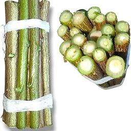 Natural Neem Datun Traditional Toothbrush Sticks, Pack of 20, Chemical-Free Oral Care-image-16