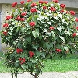 Sindoor Live Plant (Original Variety In Origin Pack Of 2-image-3