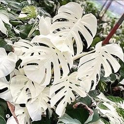 Garden® Imported Philodendron Leafy Plants Bulbs For Gardening | Pack Of 2 Bulbs (White)-image-82