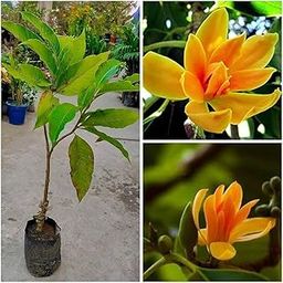 Golden Swarna Champa| Orange Swarna Champa|Sonchafa Flower |Michelia Hirwa Chafa| Magnolia Champaca|Champak Chafa Flower Plant Pack Of 1 Hybrid Healthy Live Plant (Pack Of 1)-image-10