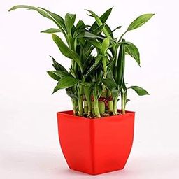 The Green Beach Live Lucky Bamboo (Indoor Bamboo Tree Plants) in Pot- for Gifting, Home Decor, Tabletop & Office Desk (Red)-image-42