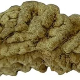 NEELKANTH Original One Face/Ek Mukhi Rudraksha | Natural | Lab Certified-picture-25