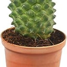 myBageecha - Mammillaria Polythele Toluca Live Succulent Cactus Cactii Indoor Outdoor Plant with Pot-image-28