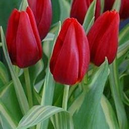 Radha Krishna Agriculture® Tulip Bulbs, Grow Brilliant and Fresh Flowers in Your Garden, Garden Decoration Plants,Flowers Perennial Hardy (Pack of 4, Red color)-image-13
