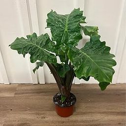 Alocasia Low Rider live in Pot | Compact Indoor Elephant Ear with Large Leaves | Easy to Grow Air Purifying Foliage for Home & Office Décor | Dwarf Alocasia Plant (Approx 20-30 cm Height)-image-93