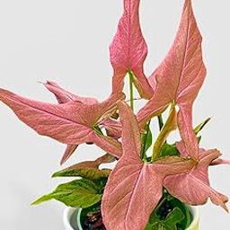 The Four Seasons Syngonium Mickey Pink | Air Purifying | Rare Natural Live Plant in Pot-image-52