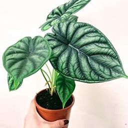 Flower bulbs hybrid Alocasia imported Alocasia flower live rhizomes home garden pack of 2 dargon scale-image-97