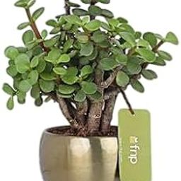 fnp Online Jade Plant In Metal Planter-image-22