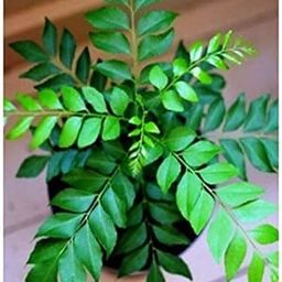 Curry Leaf Plant Indoor & Outdoor Live Plant-image-3