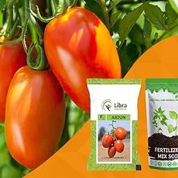 Tomato Seeds for Home Garden | Farming | Vegetable | Hybrid | Kitchen | Planting | Terrace | Balcony | Eating | Solanum Lycopersicum | Tameta | Tamatar | Long - 0.05 Gram : 163 Seed (ARJUN)-image-10