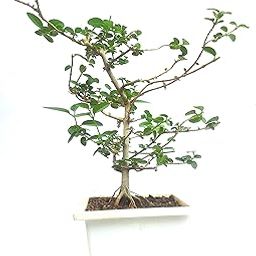 Green Paradise® Premna Microphylla bonsai suitable sapling plant with Bonsai Training pot (! Healthy Plant With Pot)-image-19