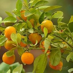 Chinese Orange Sweet Narangi Dwarf Calamondin Orange Hybrid Fruit Plant with pot-image-47