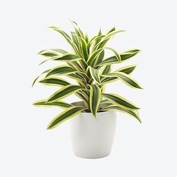 Creative Farmer Song Of India Plant Dracaena Reflexa Plant For Terrace Garden Live (Healthy Live Plant)-image-34