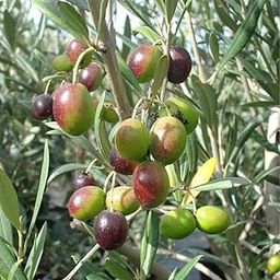 Hug A Plant | Olive Plant (Olea europaea) Fruit Live Plant (Home & Garden)-image-9