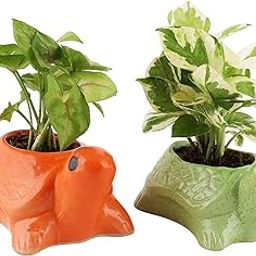 Leafy Tales Turtle Shape Ceramic Pot, Orange, 4 Inch Size, 1 pc-image-97